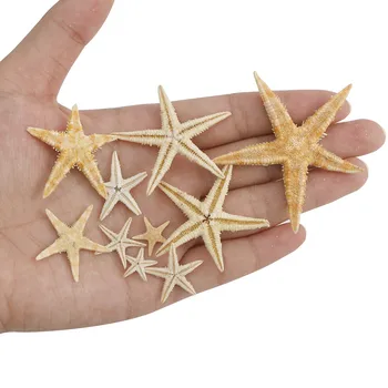 20pcs 3-5cm shell mini žvaigždė amatų ornamentais, gamtos žvaigždė 