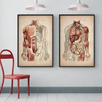 Derliaus Žmogaus Raumenų Anatomija Medicinos Klinika, Sienos Nuotrauka Skeletas Organų Sistemos, Drobė Spausdinti Įstaiga Švietimo Plakatas